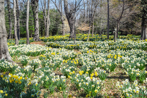 Tourist Attraction «Blithewold Mansion, Gardens & Arboretum», reviews and photos, 101 Ferry Rd, Bristol, RI 02809, USA