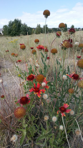 Park «Red-tailed Hawk Park», reviews and photos, 23701 E Hinsdale Way, Aurora, CO 80016, USA