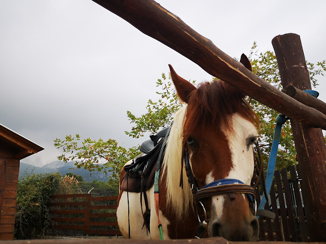 Σχόλια και κριτικές για το Olympus Horse Riding Club