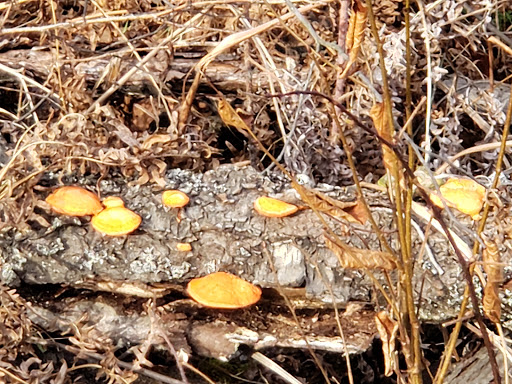 Discount Store «Dollar General», reviews and photos, 5076 Richfield Rd, Flint, MI 48506, USA