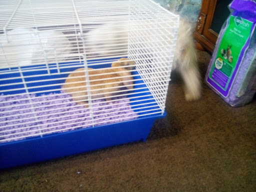 Pet Store «Wet Pets», reviews and photos, 1712 Montgomery Hwy, Dothan, AL 36303, USA