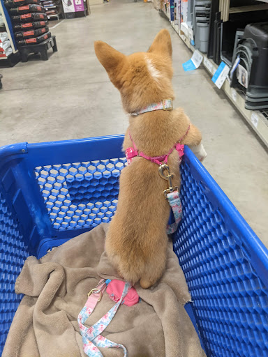 Pet Supply Store «PetSmart», reviews and photos, 9921 Pulaski Hwy, Baltimore, MD 21220, USA