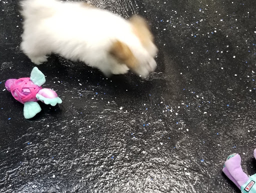 Pet Store «AA Ridgewood Kennels II», reviews and photos, 5401 Lincoln Hwy, Gap, PA 17527, USA