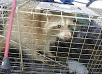 Mighty Men Orinda Pest Control - Photo 2 - Car repair in , San Francisco