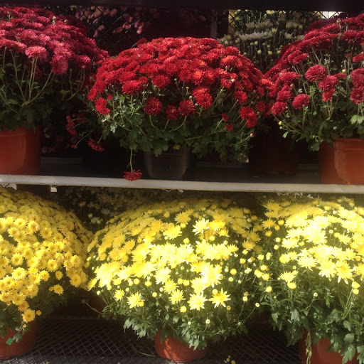 Garden Center «Westminster Nursery & Florist», reviews and photos, 30 Westminster Rd, West Hempstead, NY 11552, USA