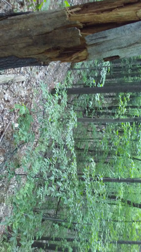 Nature Preserve «Centennial Woods Natural Area», reviews and photos, I-89, Burlington, VT 05401, USA