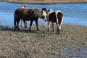 Up the bay Pony Tours image