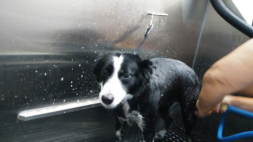 Pet Supply Store «Pet Supplies Plus», reviews and photos, 126 E Main St, Smithtown, NY 11787, USA