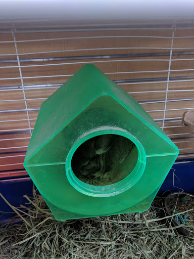 Pet Store «Everything Pets», reviews and photos, 1506 Altamont Ave, Schenectady, NY 12303, USA