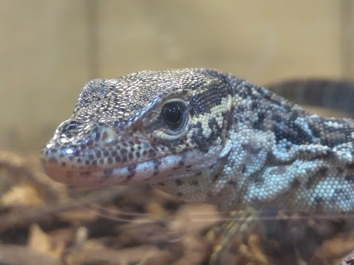 Pet Store «Lost Realms Pets», reviews and photos, 8059 N Cedar Ave, Fresno, CA 93720, USA