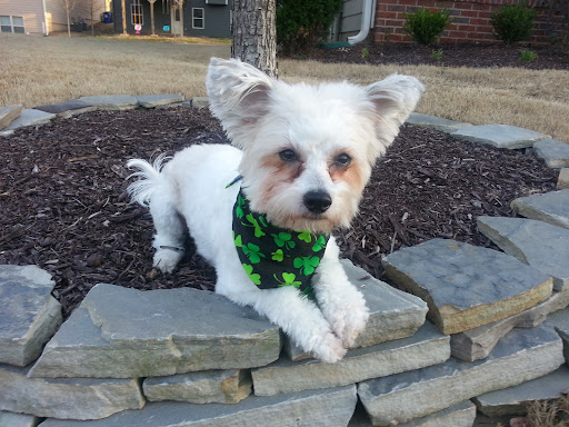 Pet Store «The Pet Set - Midtown», reviews and photos, 976 Piedmont Ave NE, Atlanta, GA 30309, USA