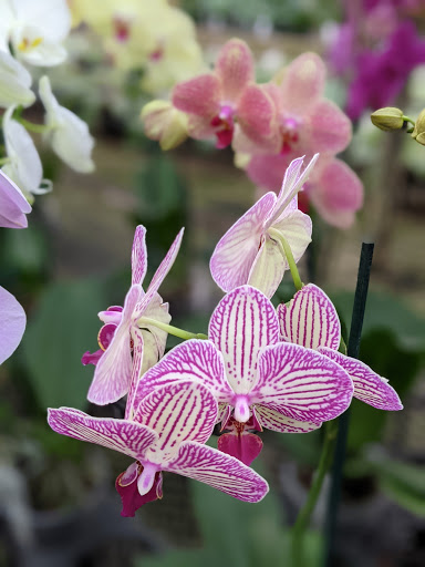 Florist «Little Brook Orchids», reviews and photos, 25 Rider Ave, Lancaster, PA 17603, USA
