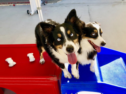 Wags & Wiggles image