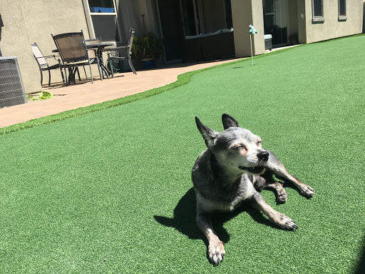 SoCal Synthetic Lawns and Putting Greens Inc. image