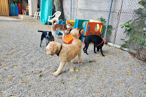 Dog Sense Day Care & Grooming
