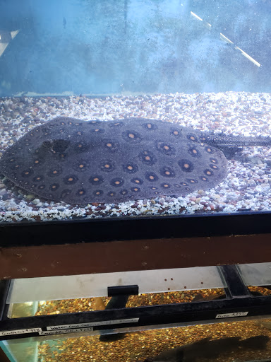 Pet Store «Forest Lake Pets», reviews and photos, 120 Lake St N, Forest Lake, MN 55025, USA