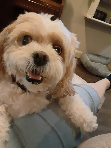 Pet Supply Store «Petco Animal Supplies», reviews and photos, 3194 FM407, Highland Village, TX 75077, USA