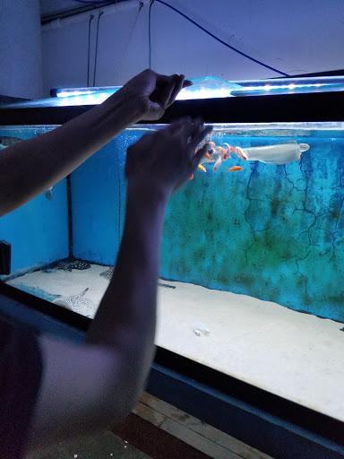 Tropical Fish Store «KHC Aquarium», reviews and photos, 150-1 Northern Blvd, Flushing, NY 11354, USA