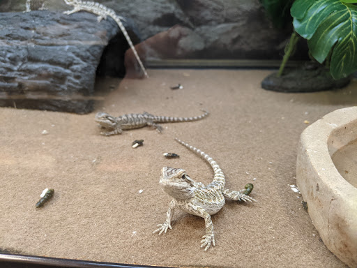 Pet Supply Store «Petco Animal Supplies», reviews and photos, 205 Ken Pratt Blvd #280, Longmont, CO 80501, USA