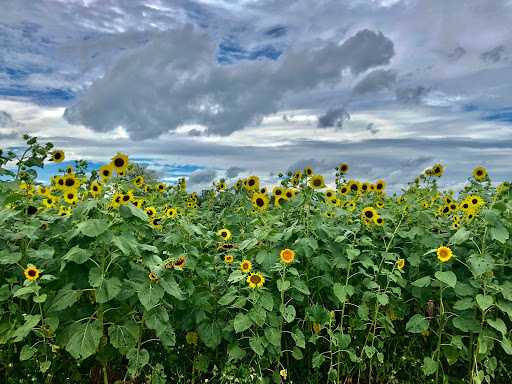 Goldpetal Farms Virginia