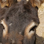 Photo n°26 de l'avis de Andrea.o fait le 25/07/2018 à 09:36 sur le  Rifugio Paion à Cavalese