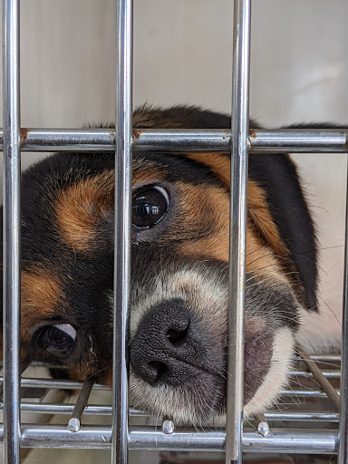 Pet Supply Store «Zoo-Rama Pets», reviews and photos, 2566 E Tremont Ave, Bronx, NY 10461, USA