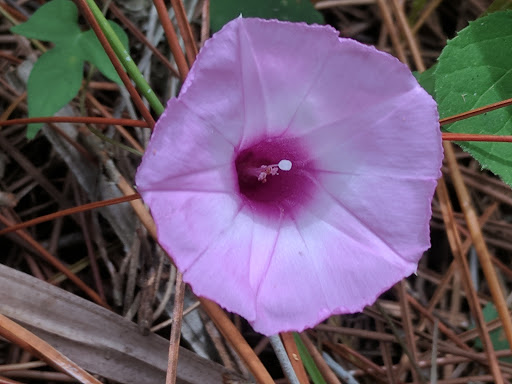 Park «Alafia River State Park», reviews and photos, 14326 S County Rd 39, Lithia, FL 33547, USA