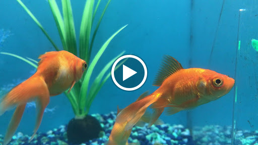 Pet Supply Store «PetSmart», reviews and photos, 4240 S Mooney Blvd, Visalia, CA 93277, USA