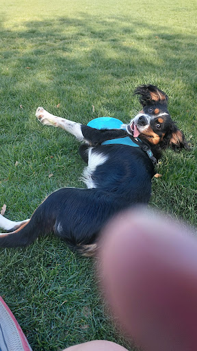 Dog Park «Irving Dog Park», reviews and photos, 4140 Valley View Ln, Irving, TX 75038, USA