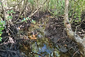 Jozani Forest National Park Mangrove Walk image