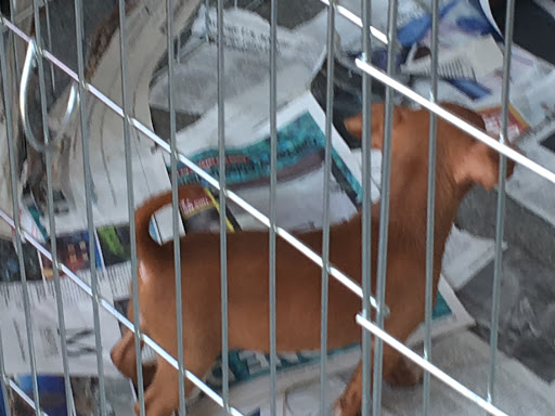 Pet Supply Store «Pet Food Express», reviews and photos, 3910 Middlefield Rd, Palo Alto, CA 94303, USA