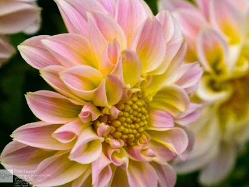 Florist «Park Florist», reviews and photos, 6921 Laurel Ave, Takoma Park, MD 20912, USA