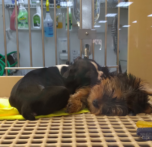 Pet Store «Petland - Ft. Myers», reviews and photos, 7091-13 College Pkwy, Fort Myers, FL 33907, USA