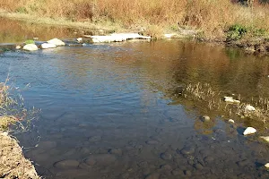 Congost's riparian forest image