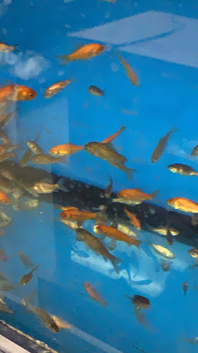 Pet Supply Store «Petco Animal Supplies», reviews and photos, 25451 Horace Harding Expy, Little Neck, NY 11362, USA