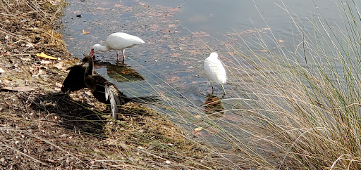 Steak House «WiseGuys», reviews and photos, 1513 Main St, Hilton Head Island, SC 29926, USA