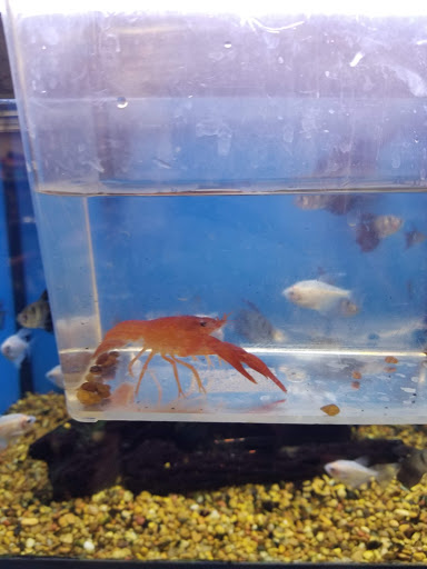 Pet Supply Store «Petco Animal Supplies», reviews and photos, 4915 E 41st St C, Tulsa, OK 74135, USA