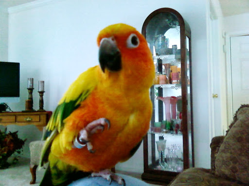 Pet Supply Store «PetSmart», reviews and photos, 211 W Alexander St A, Plant City, FL 33563, USA