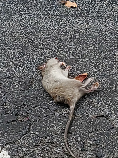 Bowling Alley «Classic Bowling Center», reviews and photos, 75 Huffaker Rd NW, Rome, GA 30165, USA