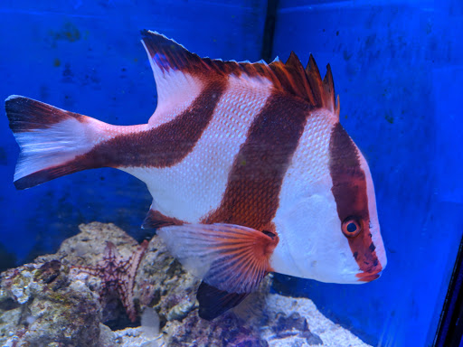 Tropical Fish Store «Aquatic Obsessions», reviews and photos, 1150 St George Ave, Avenel, NJ 07001, USA