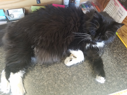 Pet Groomer «A Passion For Pets», reviews and photos, 110 Heineberg Dr, Colchester, VT 05446, USA