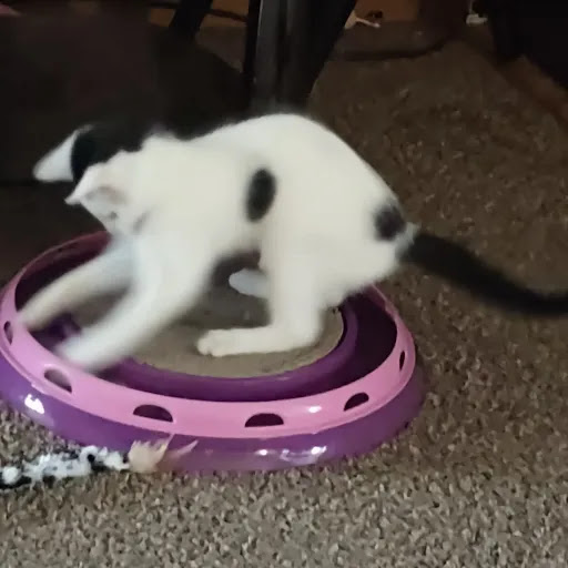 Pet Supply Store «PetSmart», reviews and photos, 8537 W Grand River Ave, Brighton, MI 48116, USA