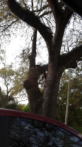 Off Track Betting Shop «Tampa Greyhound Track», reviews and photos, 8300 N Nebraska Ave, Tampa, FL 33604, USA