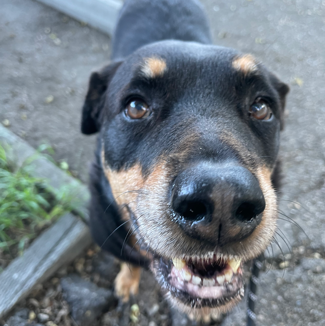 Above and Beyond Pet Care, Inc.