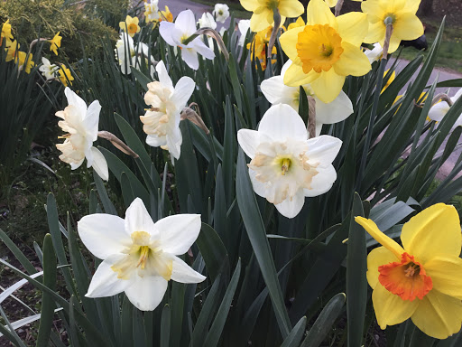 Park «Grover Cleveland Park», reviews and photos, Brookside Ave & Runnymede Rd, Essex Fells, NJ 07021, USA