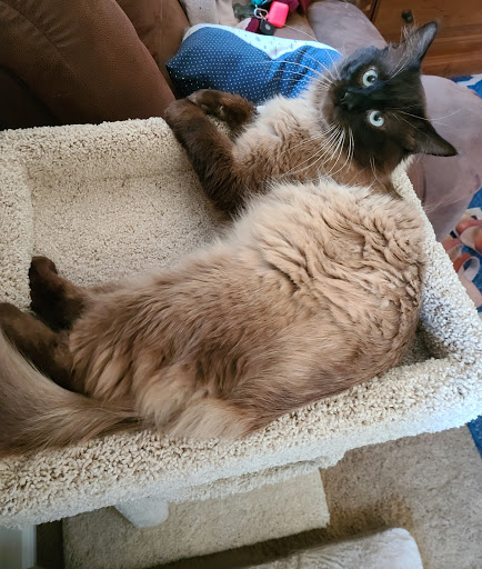 Pet Supply Store «Pet Food Express», reviews and photos, 2531 Fair Oaks Blvd, Sacramento, CA 95825, USA