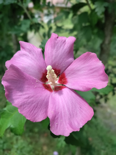 Florist «Rainbow Florist & Delectables Inc.», reviews and photos, 370 Main St, Laurel, MD 20707, USA