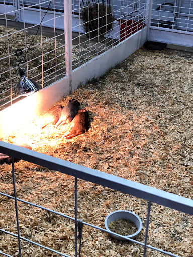 Tourist Attraction «State Fair of Texas», reviews and photos, 3921 Martin Luther King Jr Blvd, Dallas, TX 75210, USA