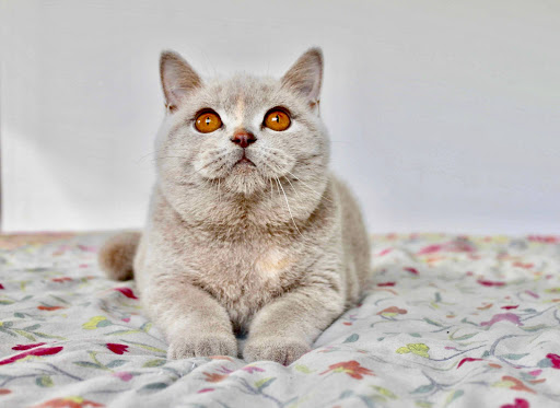 Centro Veterinario Noega en Noia