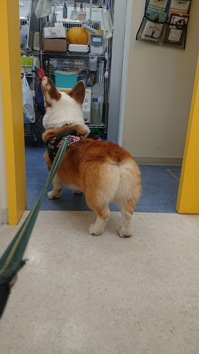 くまの犬猫病院